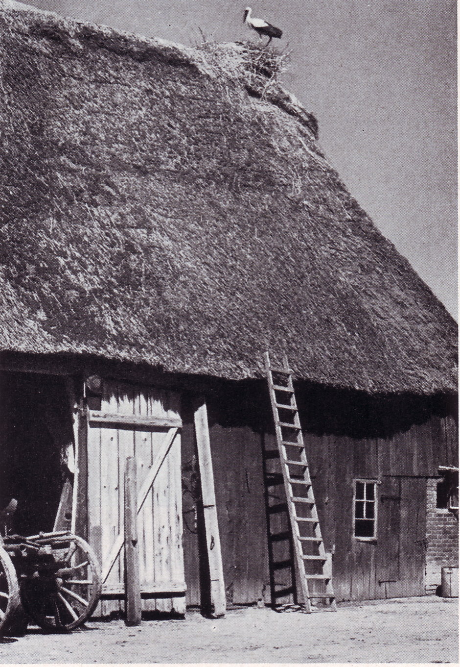 Die Scheune des Hauses Niederbüren 7 mit Storchennest