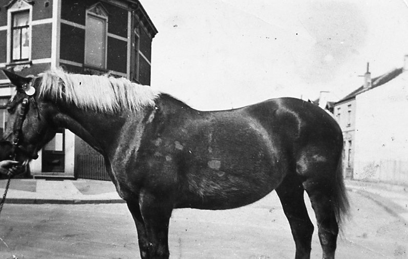Pferd am Zaumzeug, Hand links am Bildrand. Finkenbergstraße/ Oslebshauser Landstraße